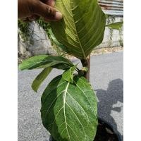 ราคา ต้นมะเดื่อฉิ่งใบด่าง ต้นพันธุ์ปักชำ งานกระถาง 10นิ้ว ต้นแข็งแรงพร้อมปลูก (45350218377)