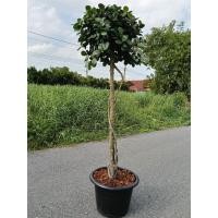 ราคา ต้นไทรใบหยก ไทรใบกลมใหญ่เงาสวย สูง 170 cmกระถาง 17 นิ้ว ดีไซต์สวยเหมาะแก่การจัดสวน ราคาย่อมเยาว์ (43811200499)