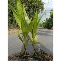 ราคา ต้นมะพร้าวแกง พันธุ์ดี มะพร้าวแกงเนื้อหนาทำอาหารอร่อย ต้นสวย แข็งแรงพร้อมปลูก (48800313802)