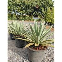 ราคา ต้นอากาเว่ Agave Star อากาเว่ดาวกระจาย ส่งพร้อมกระถาง 9 10 ต้นไม้ทนแล้ง ต้นไม้จัดสวน (26720077826)