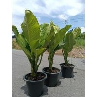 ราคา ต้นเศรษฐีวิลสัน ส่งพร้อมกระถาง12 นิ้ว เป็นต้นไม้แห่งโชคลาภ ไม้มงคล เศรษฐีวินสัน ต้นสวยใหญ่แข็งแรง (41419671714)