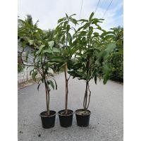 ราคา ต้นมะม่วงเขียวเสวย ตอนกิ่ง งานกระถาง สูง100 150 cm ต้นแข็งแรงพร้อมปลูก เนื้อแน่น กรอบ หวานมัน (26474826977)