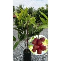 ราคา ต้นชมพู่ พันธุ์ ชมพู่ทับทิมจันทร์ ต้นแข็งแรงพร้อมปลูก (42868260541)