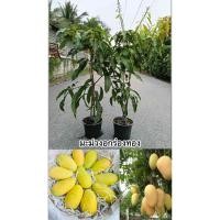 ราคา ต้นมะม่วงอกร่องทอง งานกระถางสูง100 150 cm เป็นมะม่วงพันธุ์โบราณที่มีรสชาติ ต้นแข็งแรงพร้อมปลูก (54201064325)
