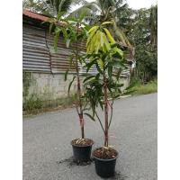 ราคา ต้นมะม่วงน้ำดอกไม้สีทอง งานกระถางสูง 100 150 cm ต้นแข็งแรงพร้อมปลูก (50201069055)