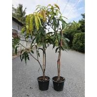 ราคา ต้นมะม่วงมันขุนศรี งานกระถาง สูง100 150 ซ ม เป็นมะม่วงมันกินอร่อย เป็นมะม่วงพันธุ์โบราณ ต้นแข็งแรงพร้อมปลูก (28879351051)