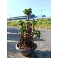 ราคา ต้นช้อนเงินช้อนทอง งานทรงบอนไซสวยๆ กระถางบัว แม่ค้าคัดสวยๆให้ค่ะ ดีไซต์สวยเหมาะแก่การจัดสวน ราคาย่อมเยาว์ (49401972826)