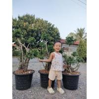 ราคา ต้นช้อนเงินช้อนทอง ทรงลีลางานเล่นรากสวยๆมีสไตล์ งานกระถาง15 นิ้ว ต้นแข็งแรงพร้อมปลูก ราคาถูกจากสวย (28917172745)