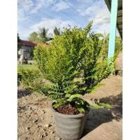 ราคา ต้นล่ำซำ ต้นหูหนู ส่งพร้อมกระถาง10นิ้ว เป็นไม้มงคล สูง70cm ขึ้น (28605567493)