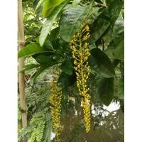 ราคา ต้นโซ่ทองคำ Golden Chain Golden Rain ส่งพร้อมกระถาง 10 นิ้ว ออกดอกสวยเป็นช่อยาว ดอกสีเหลือง ต้นแข็งแรงพร้อมปลูก (24732413208)