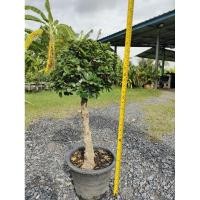 ราคา ต้นช้อนเงินช้อนทอง ฟอร์มหัวใหญ่ใบแน่น ต้นสูง 60 80 cm ไม้มงคล ดีไซน์สวยเหมาะแก่การจัดสวนมากค่ะ ถูกๆจากสวน (29306024661)