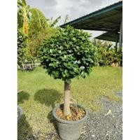 ราคา ต้นช้อนเงินช้อนทอง ฟอร์มใหญ่งานกระถาง 15 นิ้ว สูง 80 100cm ไม้มงคล ดีไซน์สวยเหมาะแก่การจัดสวนมากค่ะ ถูกๆจากสวน (26206031957)