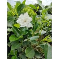 ราคา ต้นพุดซ้อนเศรษฐีบางใหญ่ ถุงชำ ต้นสวยแข็งแรง ดอกใหญ่สวยมากจ้า (29050872868)