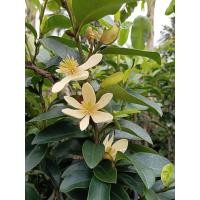 ราคา ต้นจำปีแขก ดอกขาว ดอกสีขาวไม้ดอกหอม แบบกิ่งชำงานถุง (40202010805)