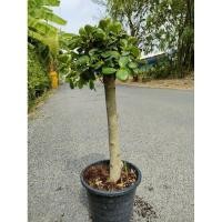 ราคา ต้นช้อนเงินช้อนทอง สูง 50 60 cm (25413513421)