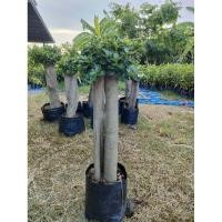 ราคา ต้นช้อนเงินช้อนทองตอใหญ่อวบอ้วน สูง60 70cm ต้นแข็งแรงพร้อมปลูก ราคาถูกจากสวย (24881575680)