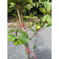 ราคา ต้นเชอรี่หวานไทยพร้อมปลูก งานปักชำ สูง 70cm ขึ้น ต้นแข็งแรงพร้อมปลูก (28673113640)