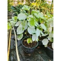 ราคา ชงโคด่าง Orchid tree variegated งานกระถ่าง 11 แข็งแรงพร้อมปลูก ไม้แปลก ไม้ประดับ (18396345064)