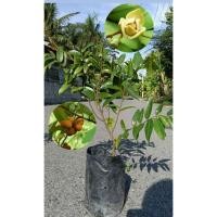 ราคา ต้นนมแมว ดอกมีกลิ่นหอม ผลสุกรสหวาน และเป็นพืชสมุนไพร (42364192612)