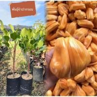 ราคา ต้นขนุน พันธุ์ขนุนจำปากรอบ ทาบกิ่ง ต้นแข็งแรงพร้อมปลูก (24688095271)