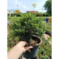 ราคา ต้นม่วงเจริญหรือหลินซาน ต้นไม้ความหมายดี ดอกสีม่วง ดอกเล็กน่ารักๆ งานกระถาง8นิ้ว (42702014808)