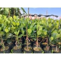 ราคา ต้นขนุน พันธุ์แดงสุริยา พันธุ์แท้100 กิ่งทาบ ต้นแข็งแรงพร้อมปลูก (27816885333)