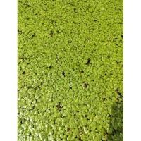 ราคา แหนเป็ดเล็ก ตกแต่งอ่างปลา อาหารปลานิล ตากแห้งเพื่อทำปุ๋ย 1 กิโลกรัม (23775728966)