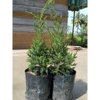 ราคา ต้นสนมังกร กล้าสนมังกร เลี้ยงง่ายชอบแดด สามารถเลี้ยงประดับออฟฟิต รั้วบ้าน ต้นแข็งแรงสวย (26336987984)