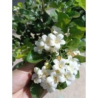 ราคา ต้นแก้วหิมาลัย ดอกหอม ดอกใหญ่ ออกดอกทั้งปี กระถาง10นิ้ว (41101999498)