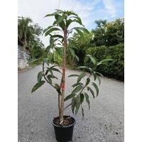 ราคา ต้นมะม่วงเบาใต้ เปลือกบาง เนื้อกรอบ รสชาติเปรี้ยวจัด ผลขณะยังดิบจะฉ่ำน้ำ งานกระถาง 9 นิ้ว สูง 100 130 cm (44015034649)