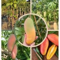 ราคา ต้นมะม่วงมหาชนก ลูกใหญ่รสชาติอร่อย ต้นใหญ่ สวยแข็งแรงพร้อมปลูก (29579281259)