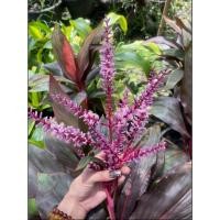 ราคา ต้นหมากผู้หมากเมียสวยๆ ส่งงานกระถาง 10 11 นิ้ว (25232439092)