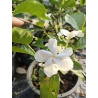 ราคา ต้นพุดฝรั่ง พุดมาลัย พุดอังกฤษ Tabernaemontana pandacaqui Lam งานถุง ต้นสวยแข็งแรงพร้อมปลูก (28450026730)