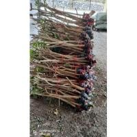 ราคา กิ่งตอนผักหวานป่าไซน์ใหญ่เซท10แถม1 (23485699252)