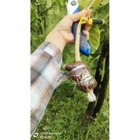 ราคา กิ่งตอนผักหวานป่าไซน์มินิ1กิ่ง (22285696987)