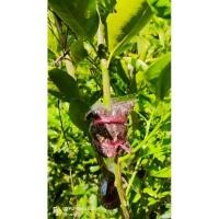 ราคา กิ่งตอนมะนาวแป้นพิจิตร 1 กิ่ง (23185699219)