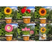 ราคา ของขวัญ กระถางดอกไม้ลวดกำมะหยี่ งานแฮนเมด D I Y ดอกทานตะวัน ดอกทิวลิป ดอกกุหลาบ ดอกเยอบีร่า แสดงความรักและความสุข (44219729212)