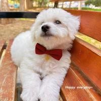 ราคา ปลอกคอแต่งงานสุนัขและแมวน่ารัก ผ้าโพกหัว Lucky Bowknot สีแดงสําหรับเครื่องประดับคอสัตว์เลี้ยง อุปกรณ์ตกแต่งงานปาร์ตี้เจ้าสาว (42925254218)