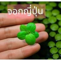 ราคา จอกเขียวญี่ปุ่น ของแท้แต่งตู้ไม้น้ำเกรดตู้ไม้น้ำสะอาด (25674618251)