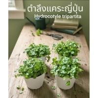ราคา ต้นHydrocotyle tripartita ต้นตำลึงแคระญี่ปุ่นเกรดพรีเมี่ยมต้นไม้น้ำตู้ไม้นเำจัดสวน (42676701608)