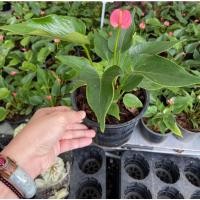 ราคา หน้าวัว แคระ ต้นหน้าวันแคระ น่่ารักๆ คัดฟรอมสวยๆ ให้จ้า (9694465642)