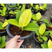 ราคา กุมารเรียกทรัพย์ ฟิโลเดนดรอนมูนไลท์ กระถางต้นใหญ่ 6 8 นิ้ว ฟรอมต้นใบสวยมาก (12617780254)