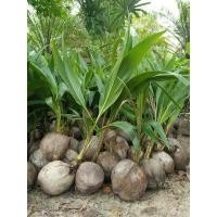 ราคา ต้นกล้ามะพร้าวแกงพันธ์ุชุมพร ลูกใหญ่ลูกดกต้นเตี้ยๆ (12657544984)