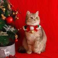 ราคา Cat Collar Scarf Dog Scarf Pet Christmas New Year Wool Woven Neck Accessories Bib TSfh (54902104507)