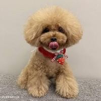ราคา Wool Knitted Collar Pet Cat Dog Scarf Collar Ornament Cute Strawberry Bow Tie Red 7HoN (47152221641)