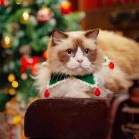 ราคา Pet Santa Claus Knitted Scarf Cat Dog Christmas Wool Hand Crocheting Collar Scarf Clothing Ornament EZ3X (40976211897)