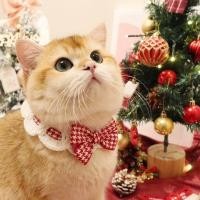 ราคา Pet Cat Wool Woven Collar Small Dog British Shorthair Blue and White Cat Scarf Bib Cute Photo Accessories 2oFR (40525461823)