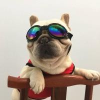 ราคา Foldable Pet Glasses Creative Dog Cat Goggles Glasses Ski Goggles Sunglasses Sunglasses Goggles Windproof u8xQ (29070090003)