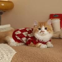 ราคา Cat Clothes Autumn Sweater Cat Muppet Gradual Layer Cute Pet Autumn and Winter Kitten Anti Lint Autumn Clothing 72DF (40824660132)