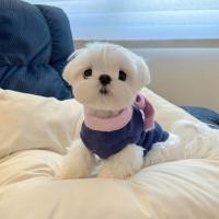 ราคา Dog Cat Autumn and Winter Warm Small Scarf Sweater Sweater Maltese Pomeranian Schnauzer Sweater Cat Clothes L9Y4 (27192869558)